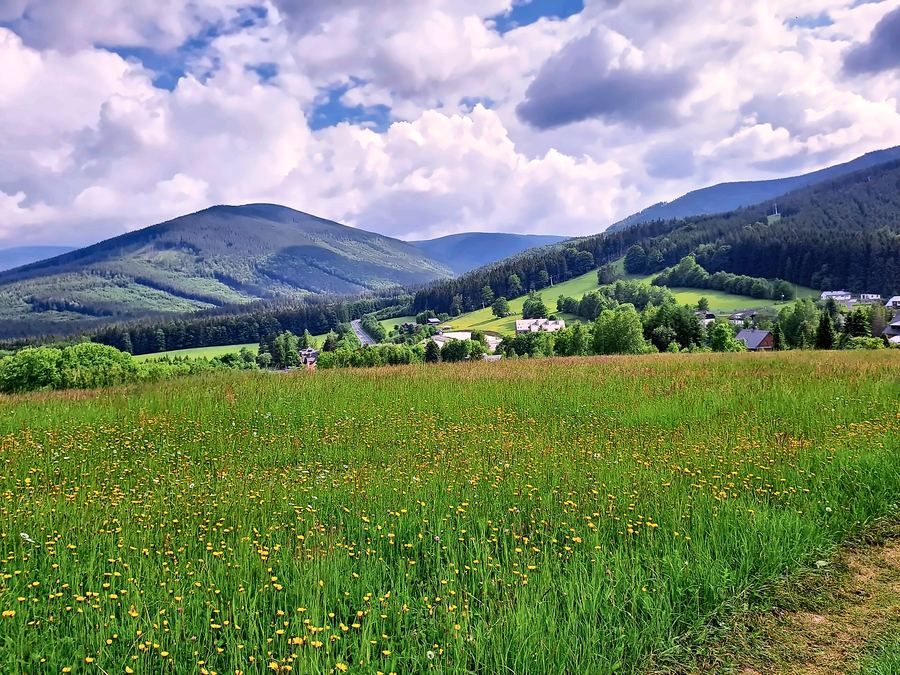 Rozkvetlá louka, za ní zalesněné hory Jeseníků